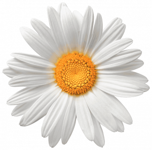 Gänseblümchen.png