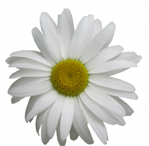margerite.png