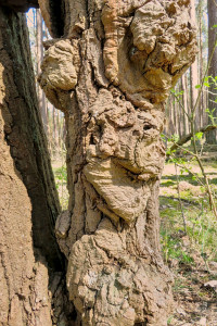 20240414-Schrumpelbaum-2-1920-Spitzlichter1_05.jpg