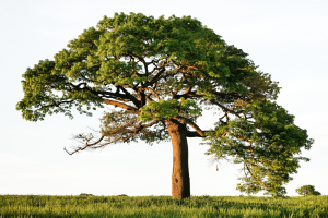 Baum freigestellt.png
